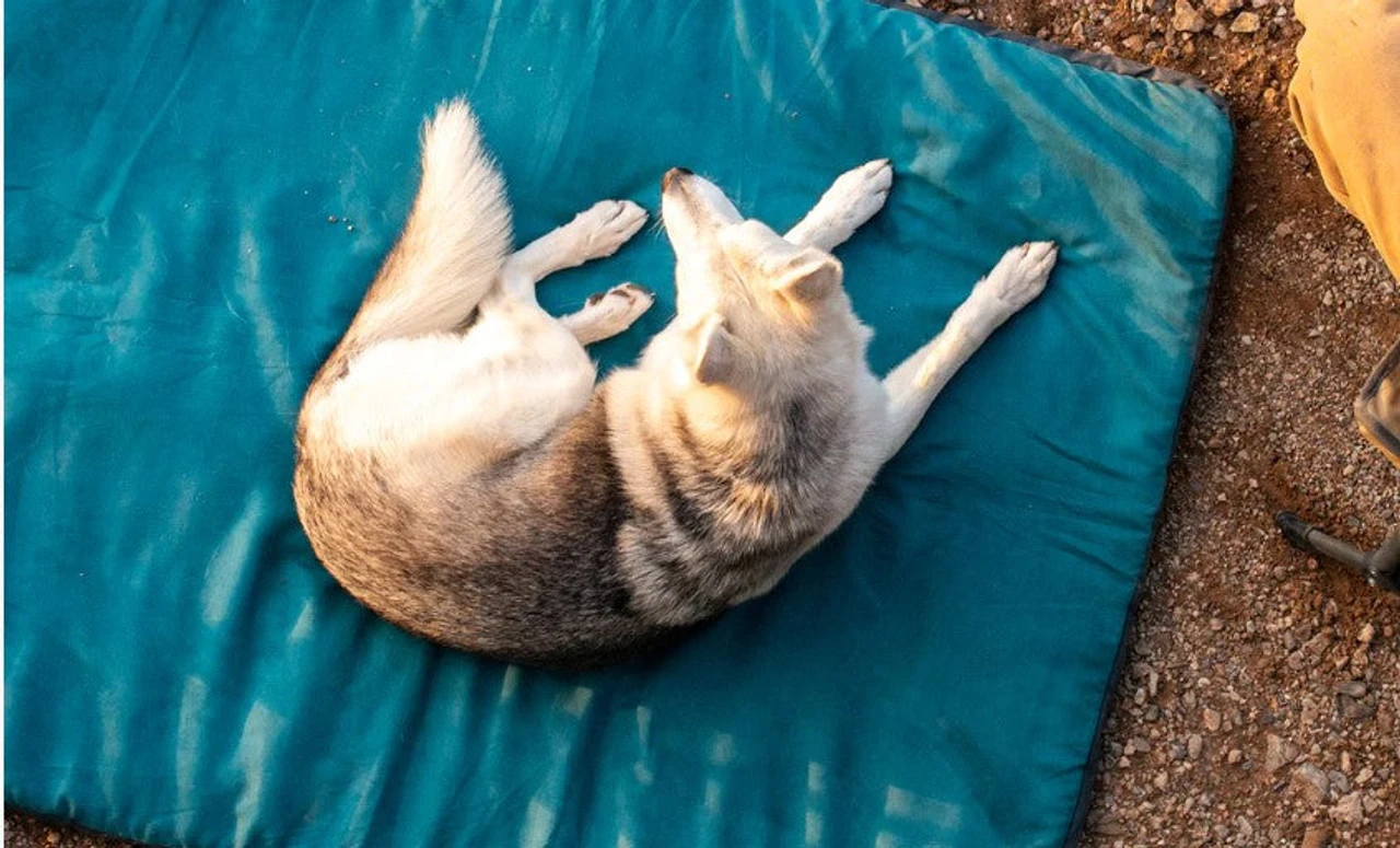 Ruffwear™ Mt. Bachelor Pad™ Portable Dog Bed - Medium - Image 7